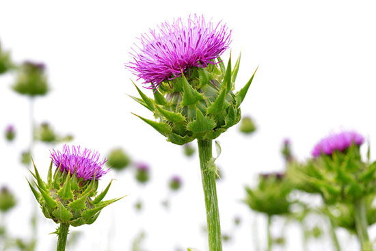 Бял трън при проблеми с черния дроб